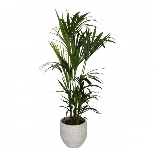 Kentia Palm In a Pot - Plant Parent Definition review and price