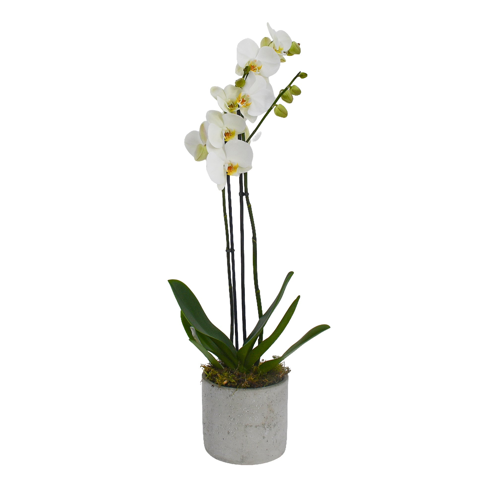 Large White Orchids - Plant Parent Definition review and price