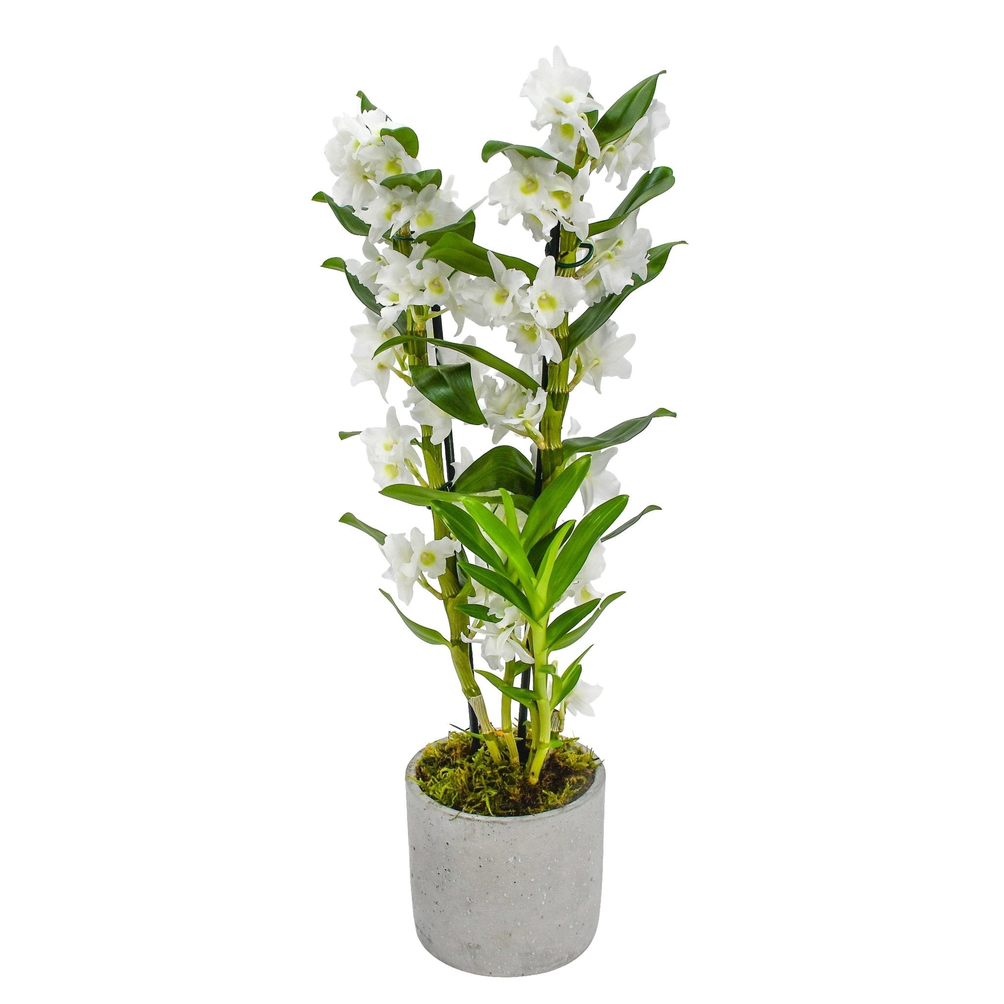 White Dendrobium - Plant Parent Definition review and price