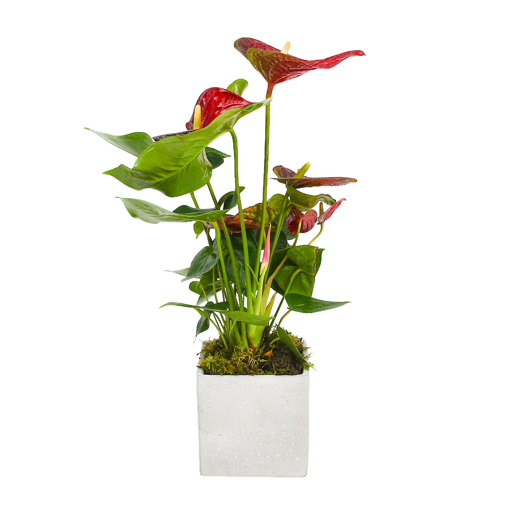 Red Anthurium - Plant Parent Definition review and price