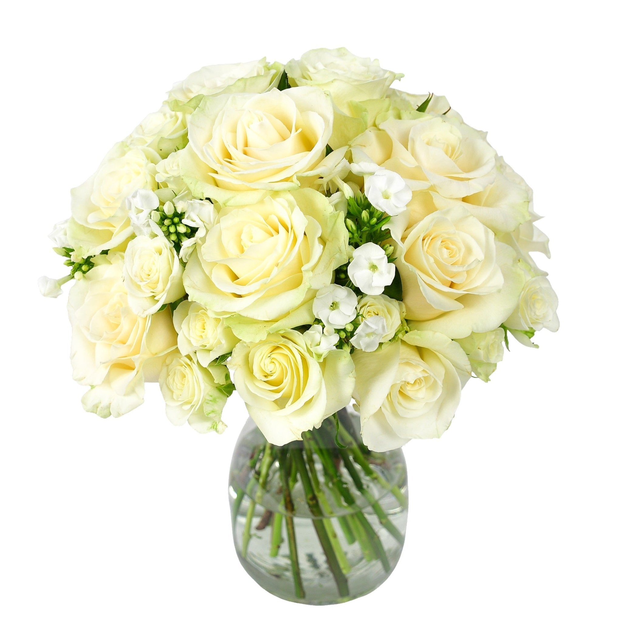 The Lady Jane - Plant Parent Definition review and price
