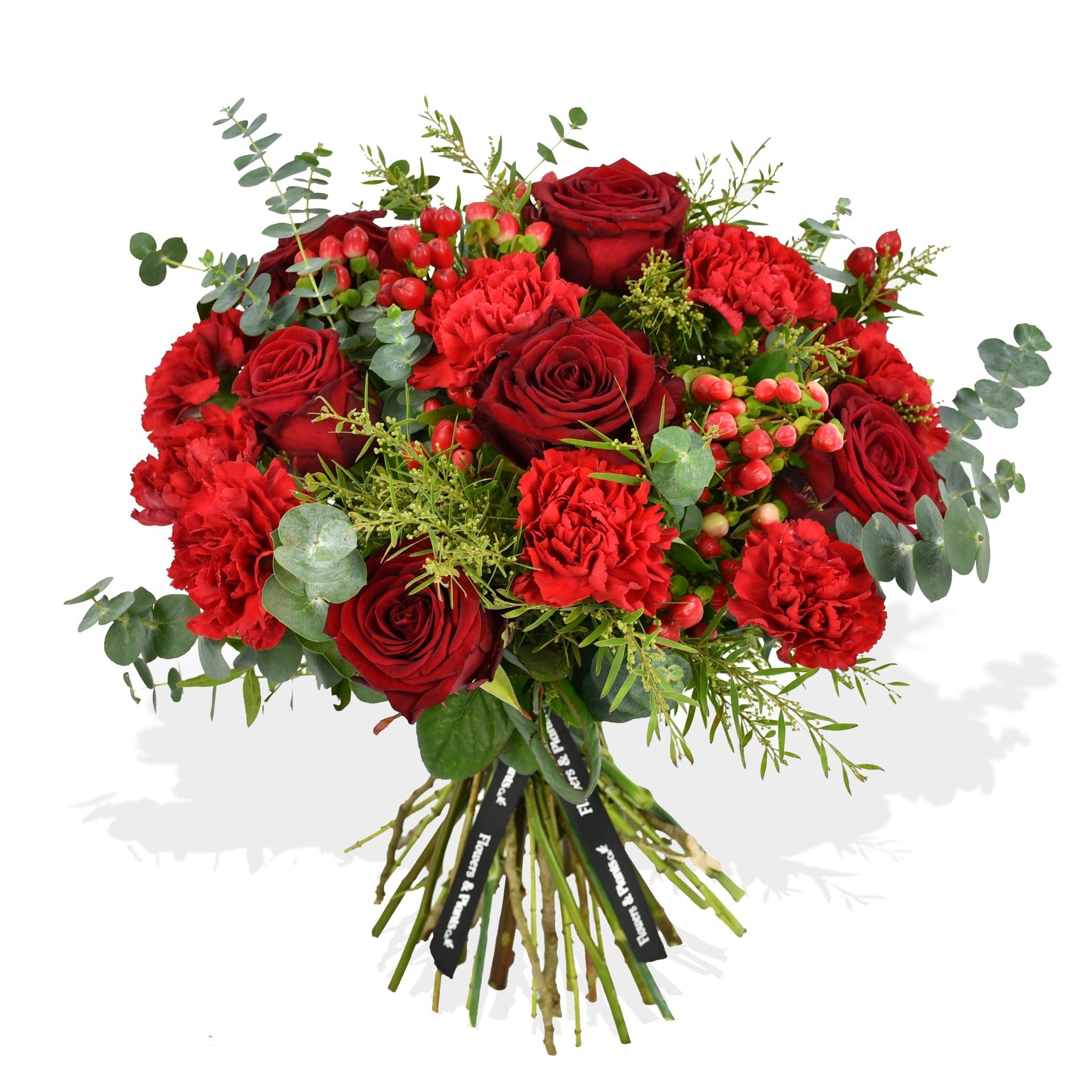 Festive Reds - Plant Parent Definition review and price