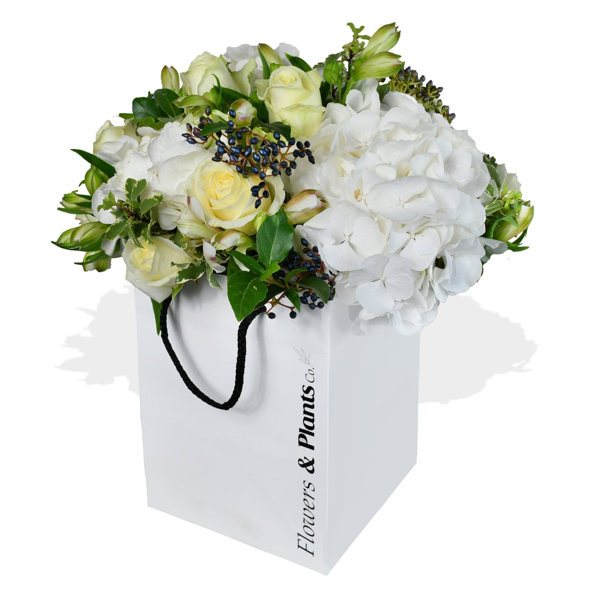 White Pearl - Plant Parent Definition review and price