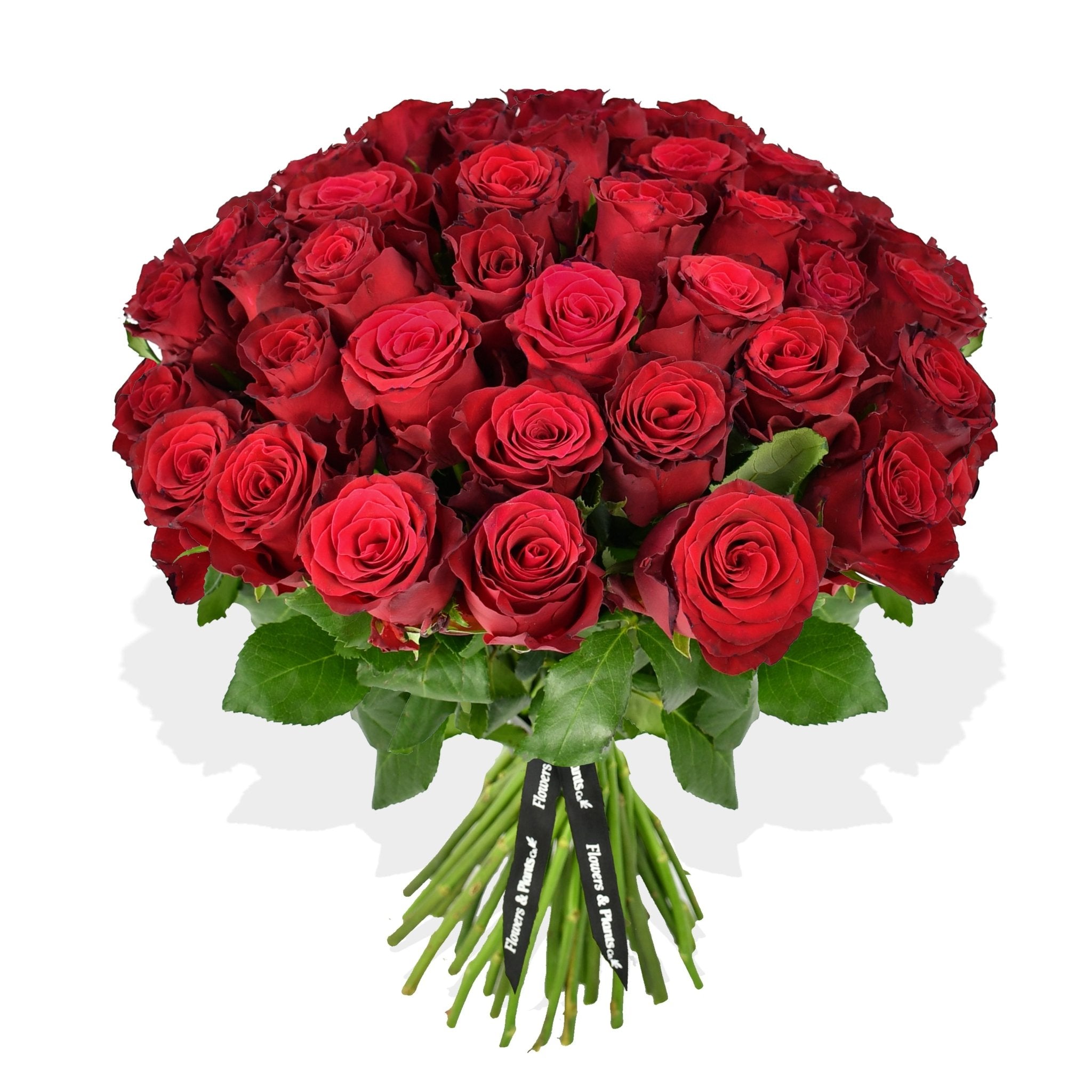 Red Red Rose - Plant Parent Definition review and price