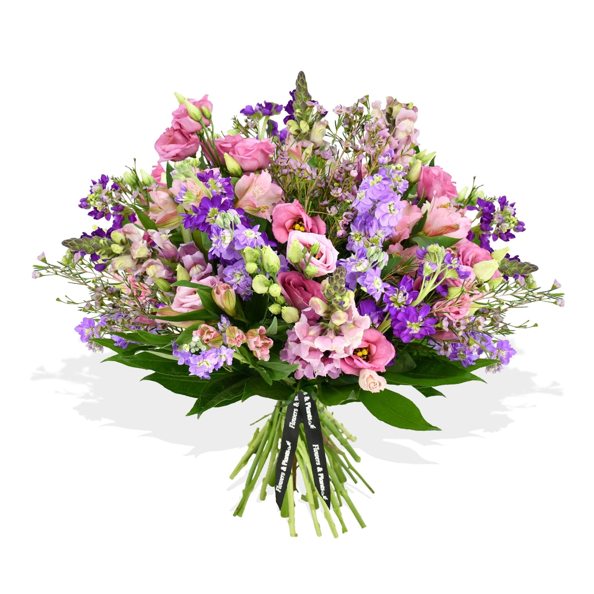 Scented Stocks - Plant Parent Definition review and price