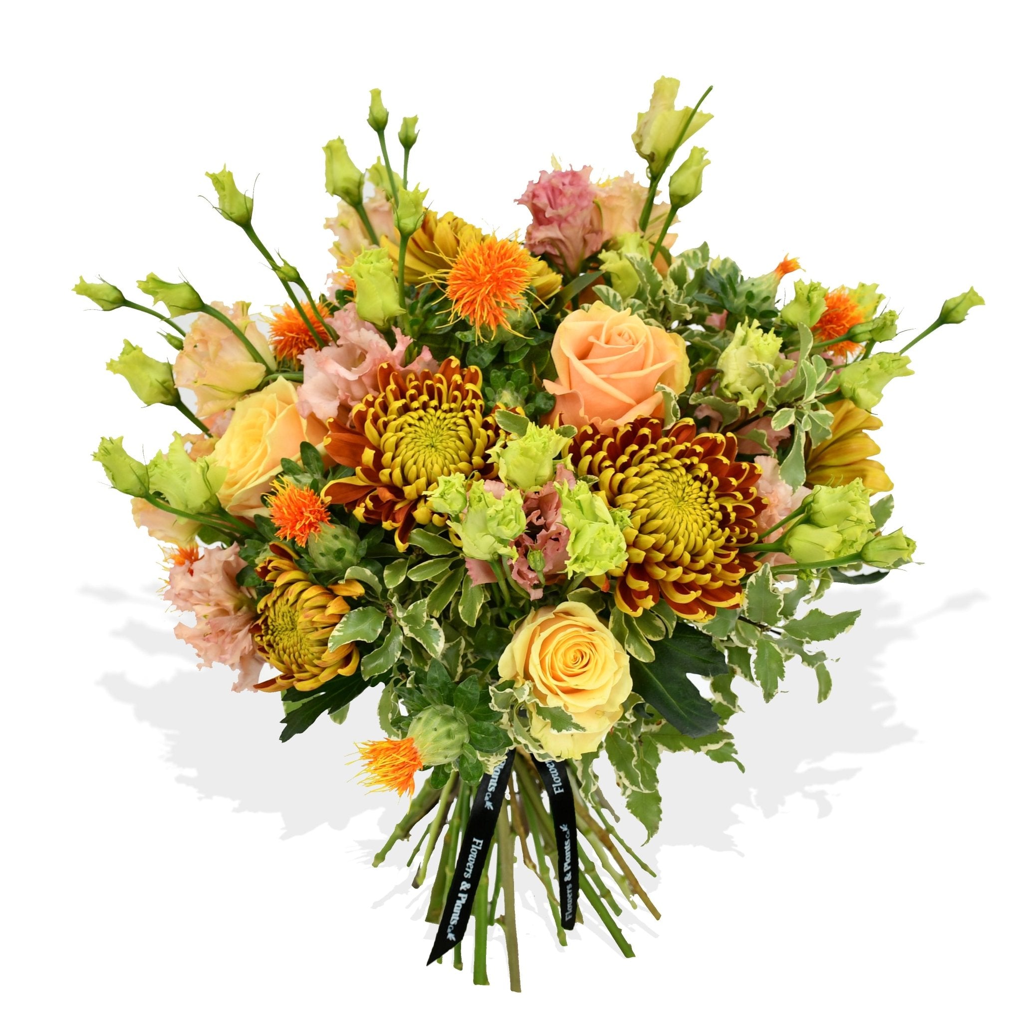 Roses & Lisi - Plant Parent Definition review and price