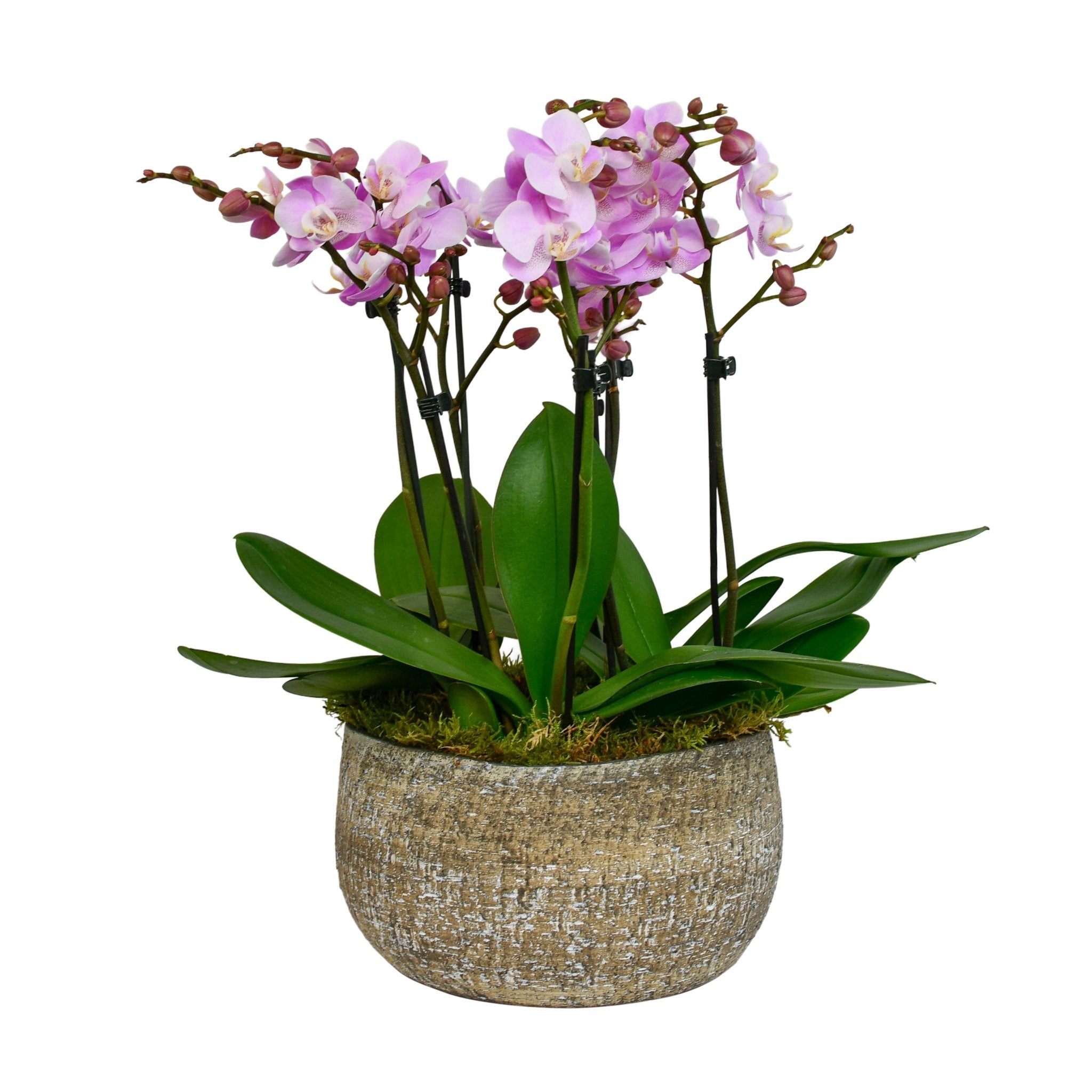 Pink Phalaenopsis - Plant Parent Definition review and price