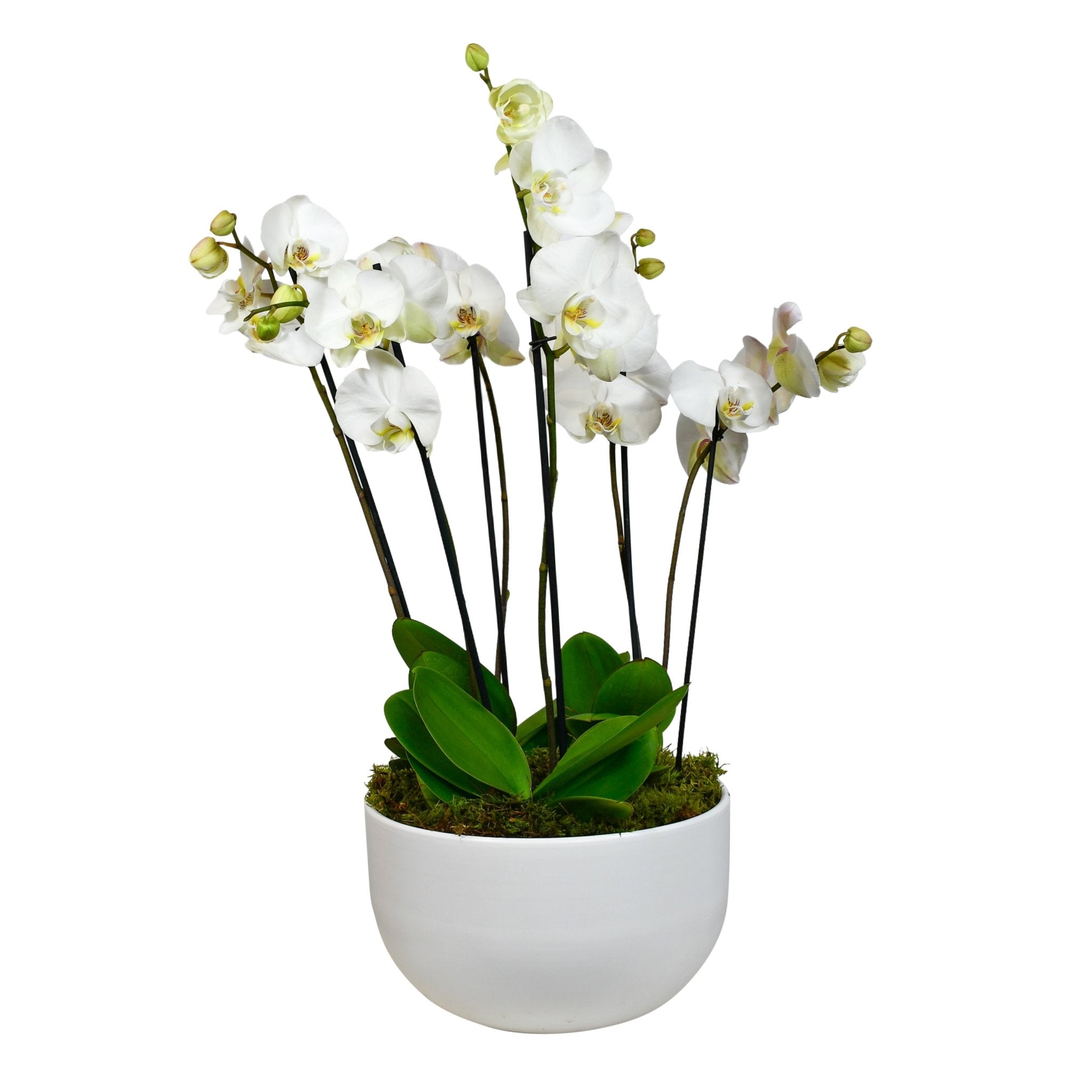 White Phalaenopsis - Plant Parent Definition review and price
