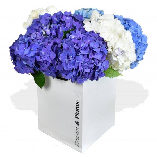 Happy Hydrangeas - Plant Parent Definition review and price