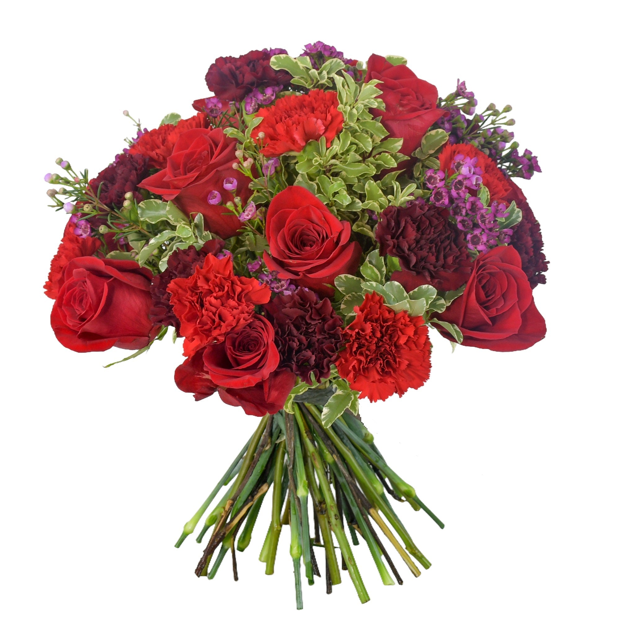 Daydream Roses - Plant Parent Definition review and price