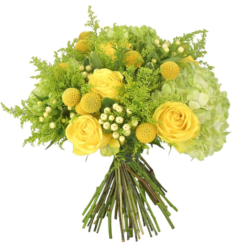 Sunshine Express - Plant Parent Definition review and price