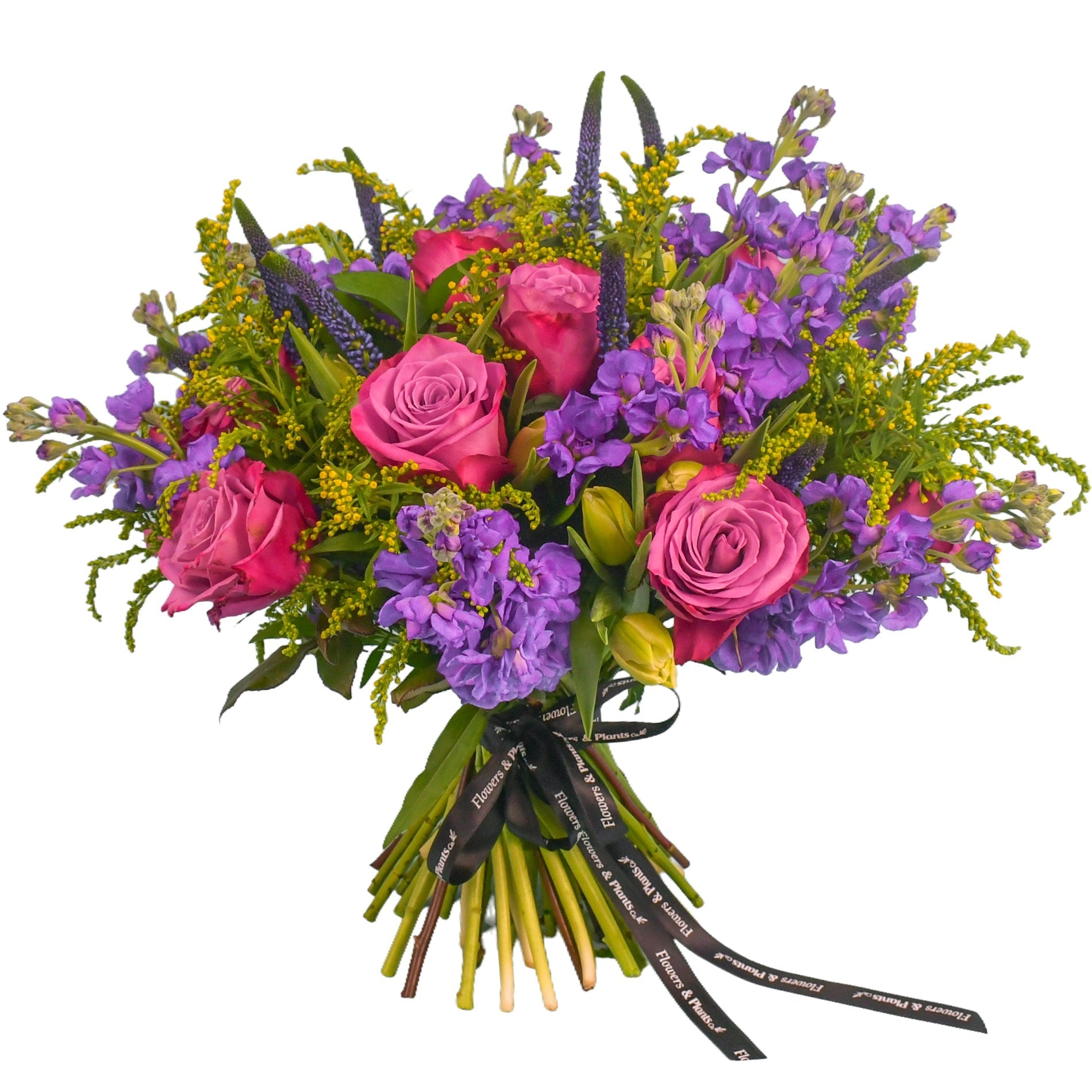 Stocks & Rose - Plant Parent Definition review and price
