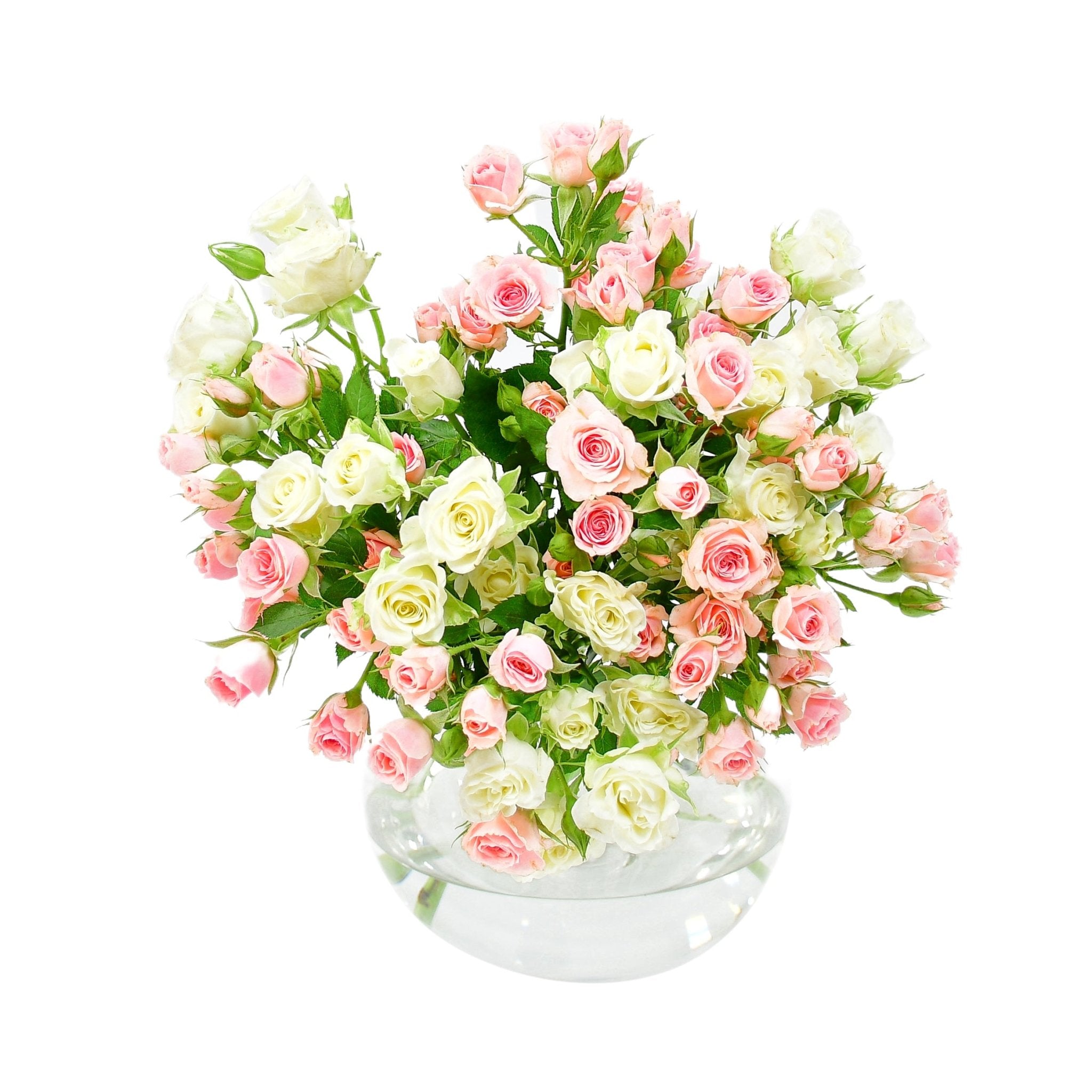 Spray Roses - Plant Parent Definition review and price