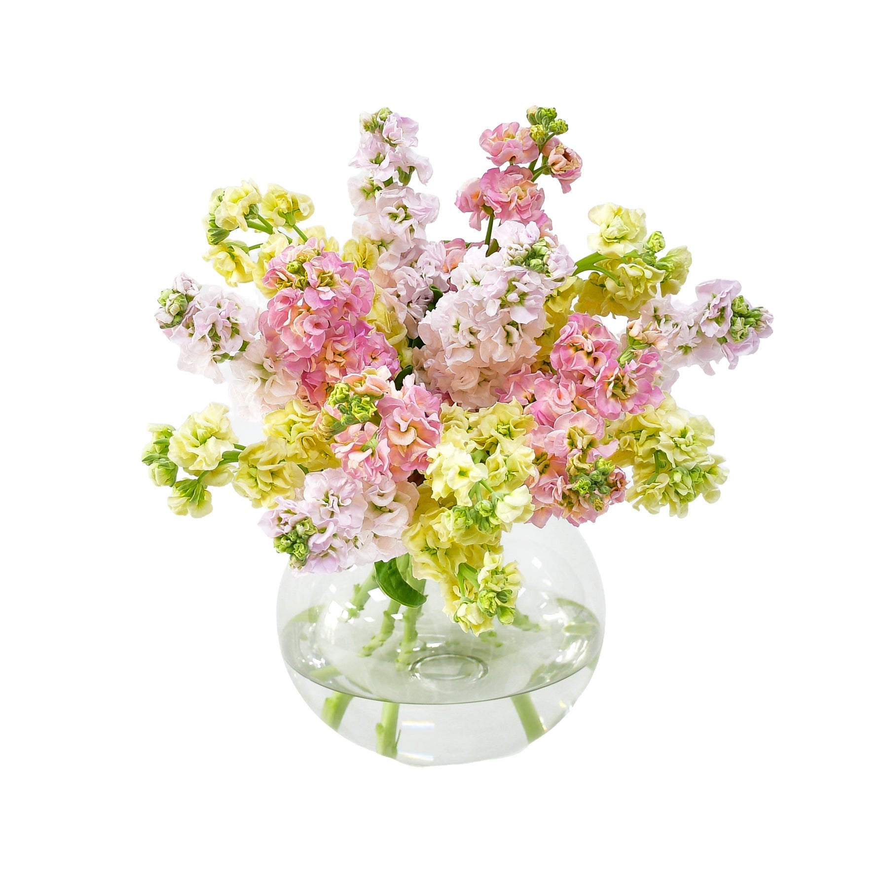 Sweet Stocks - Plant Parent Definition review and price
