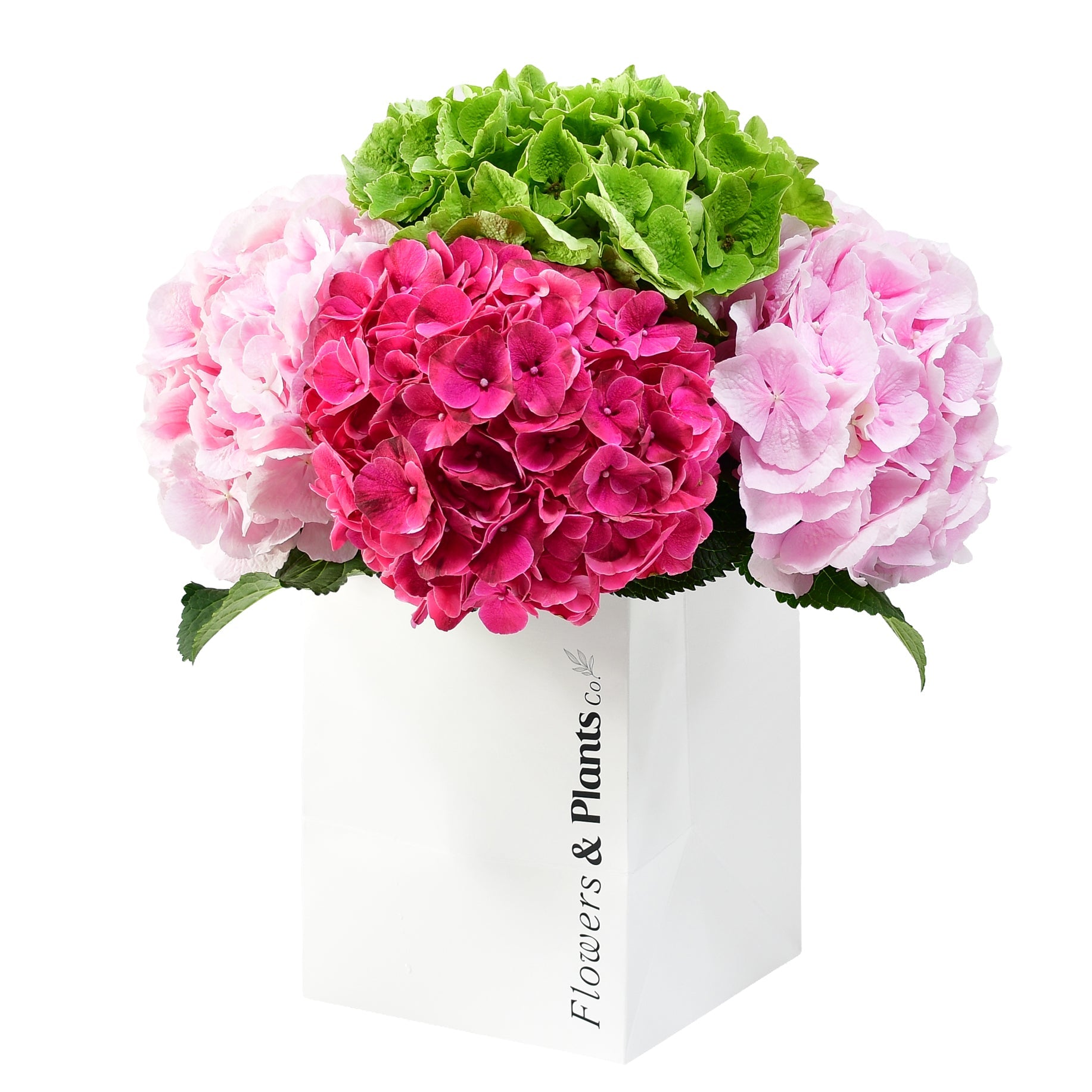 Bold & Bright - Plant Parent Definition review and price