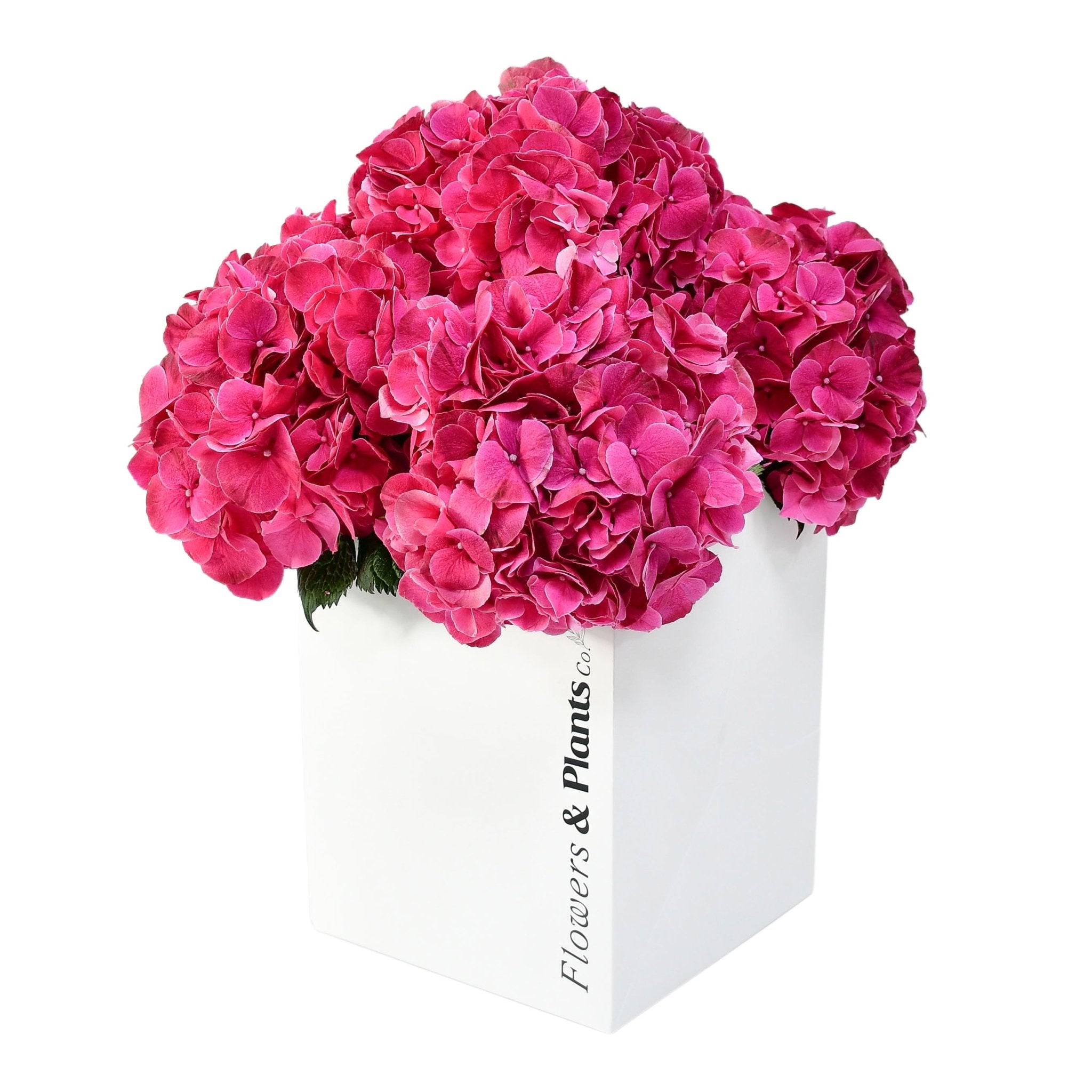 Passion For Pink - Plant Parent Definition review and price