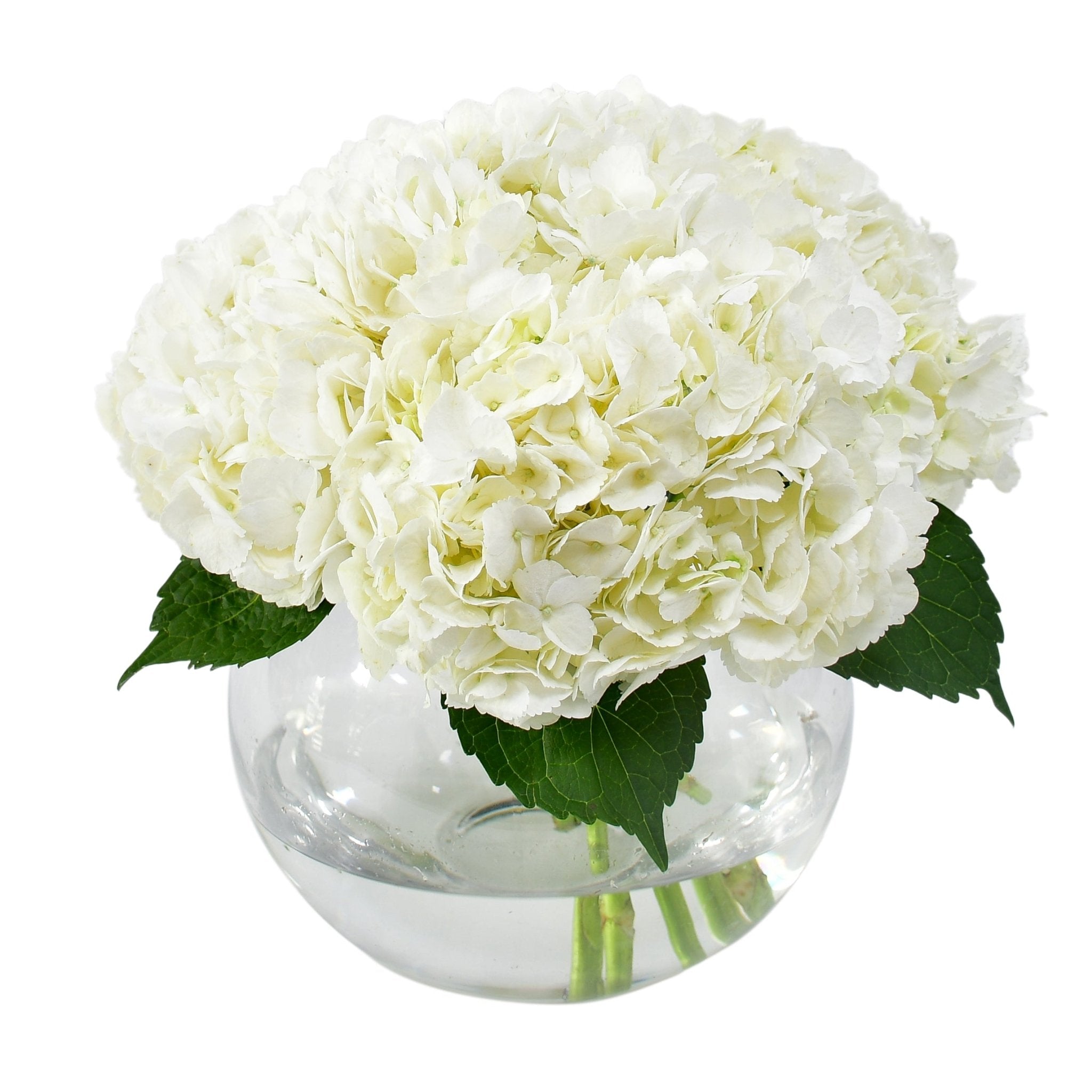 The One - Plant Parent Definition review and price