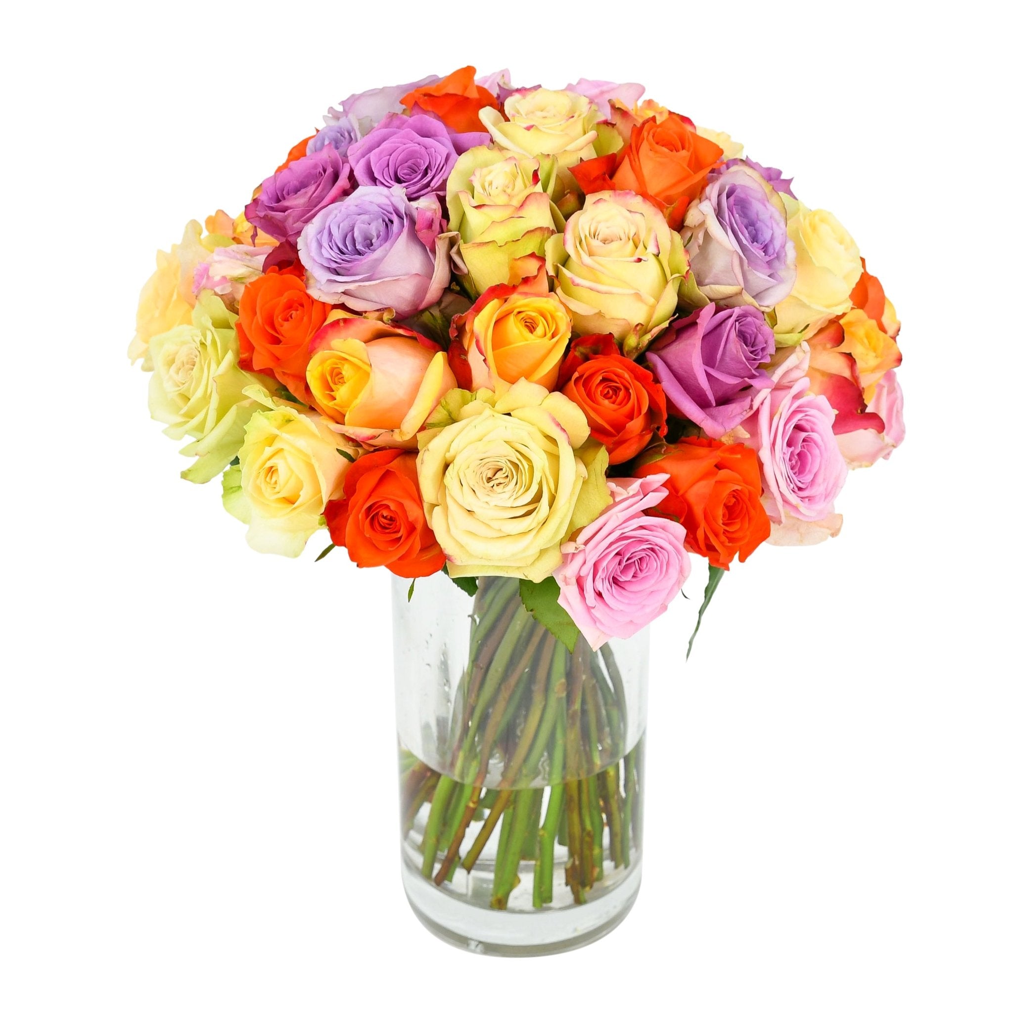 Mixed Roses - Plant Parent Definition review and price