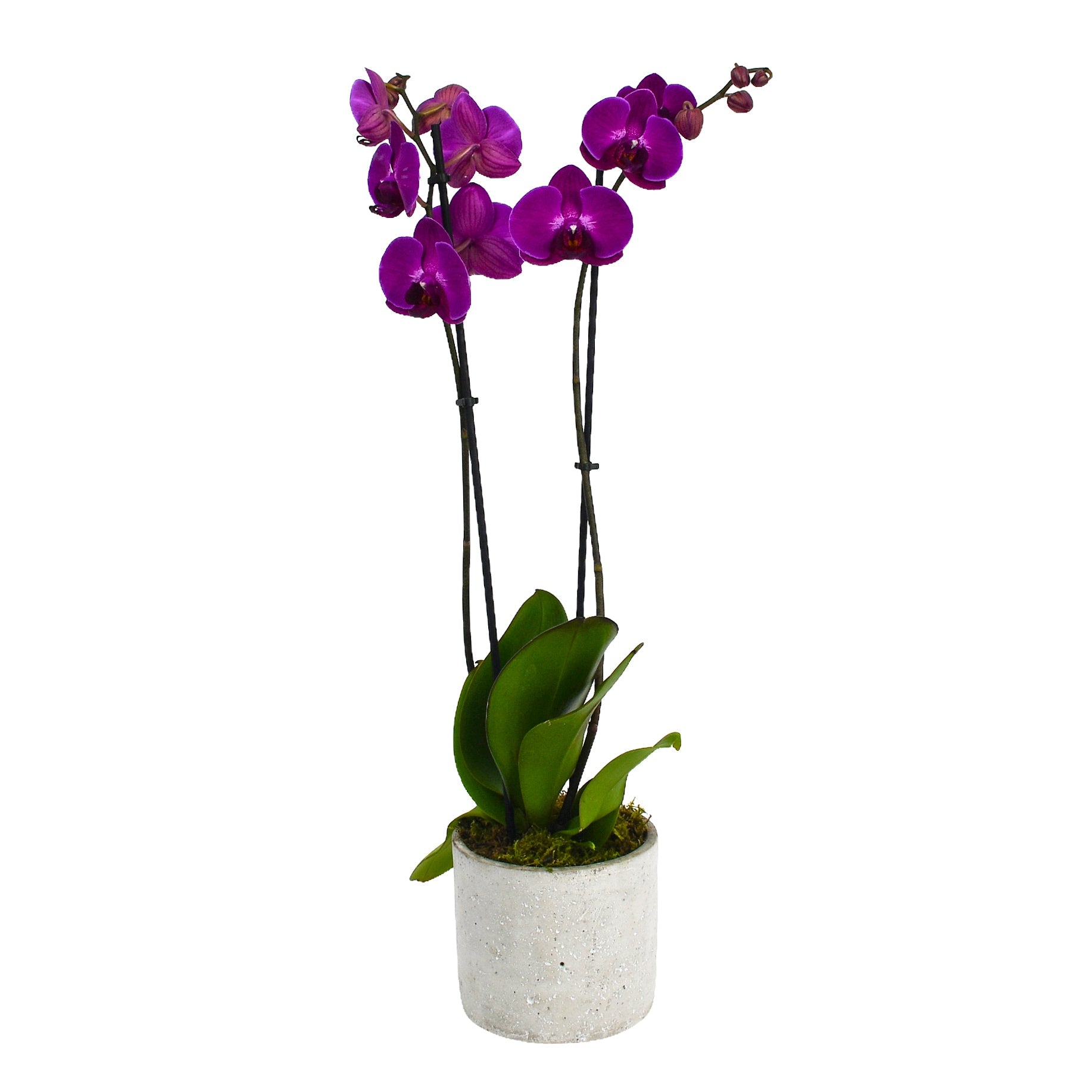 Hot Pink Orchids - Plant Parent Definition review and price