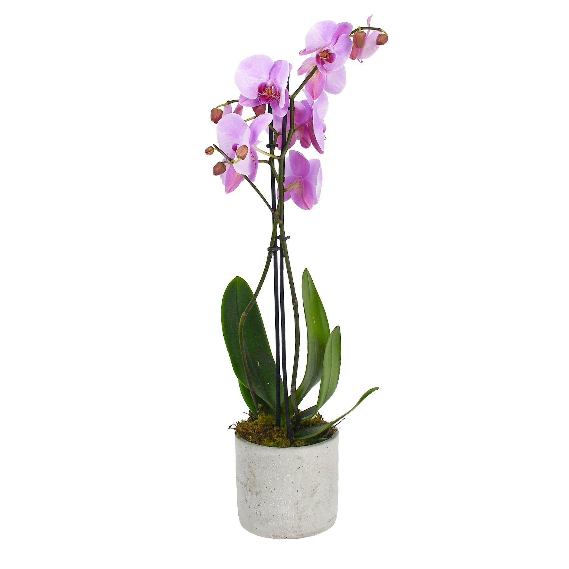Soft Pink Orchids - Plant Parent Definition review and price