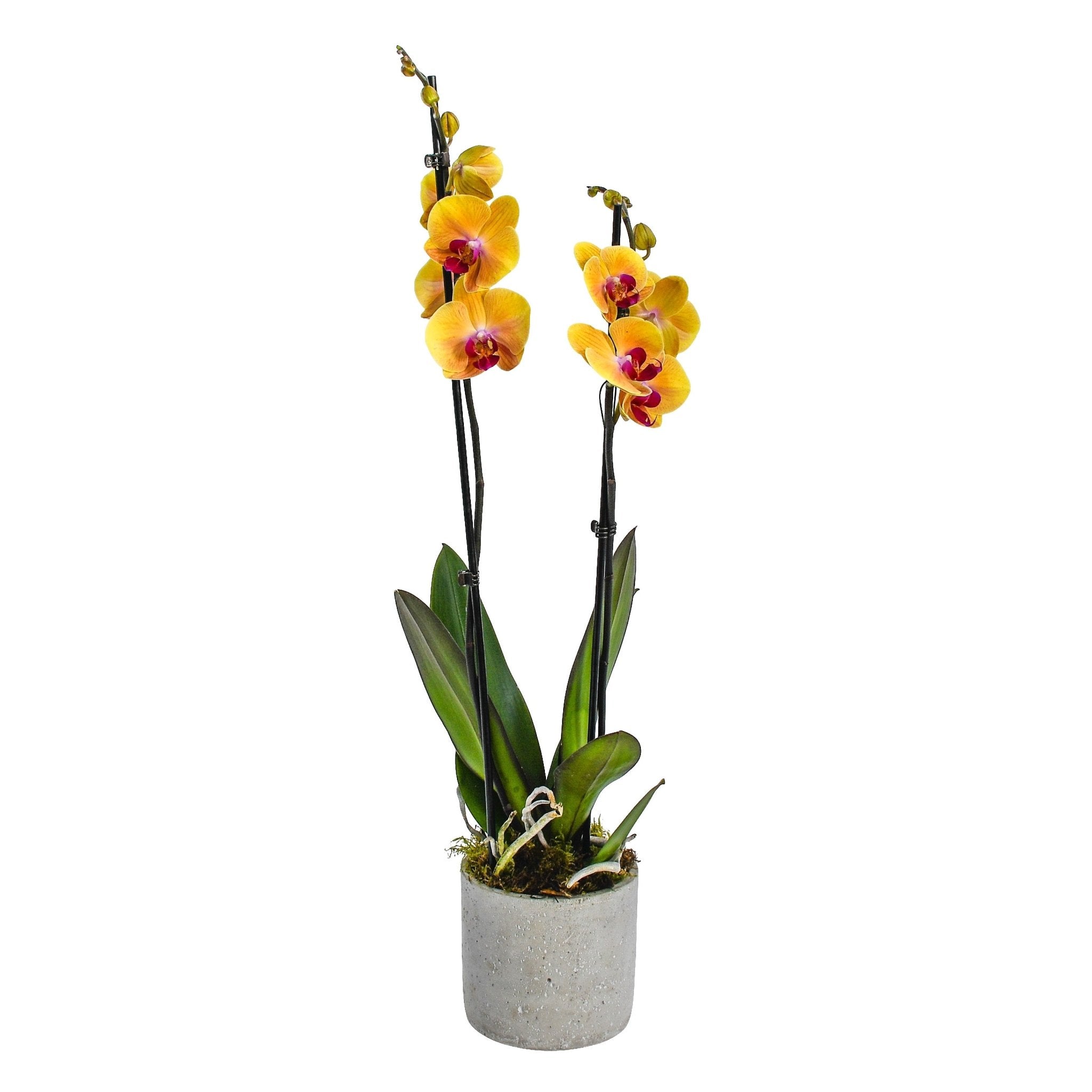 Fiery Orange Orchids - Plant Parent Definition review and price
