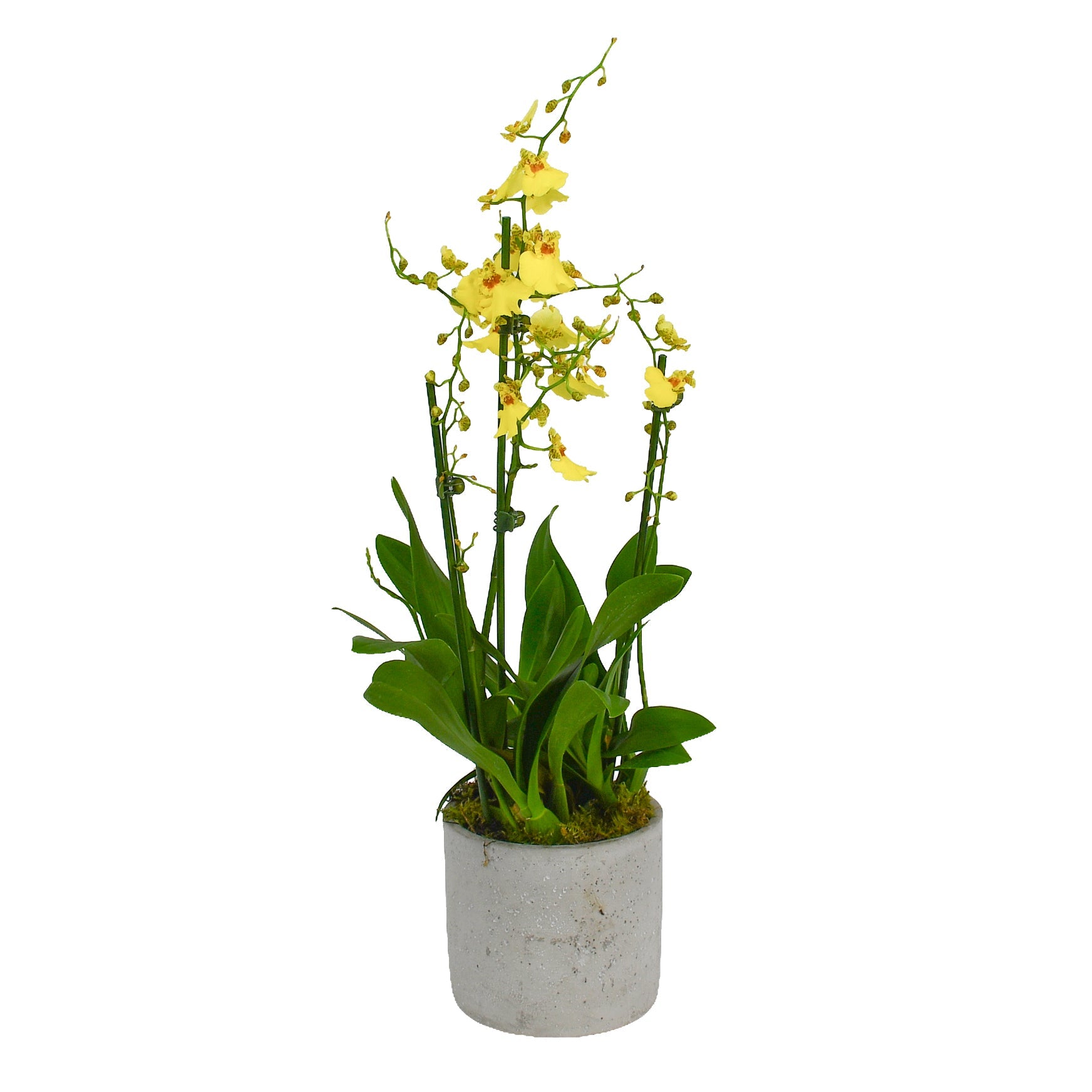 Oncidium Orchids - Plant Parent Definition review and price