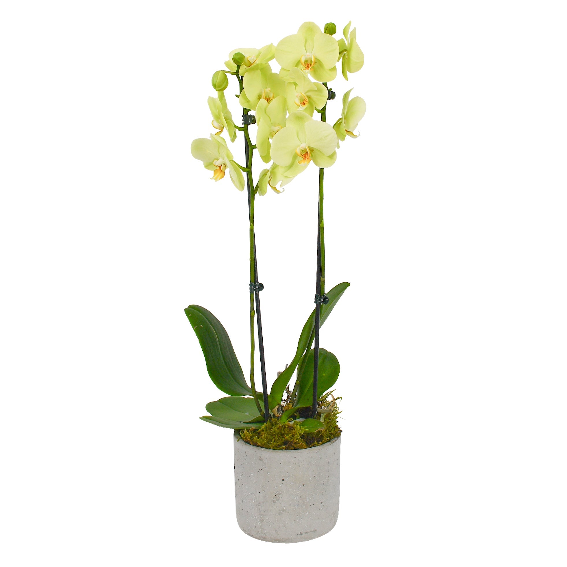 Lime Green Orchids - Plant Parent Definition review and price