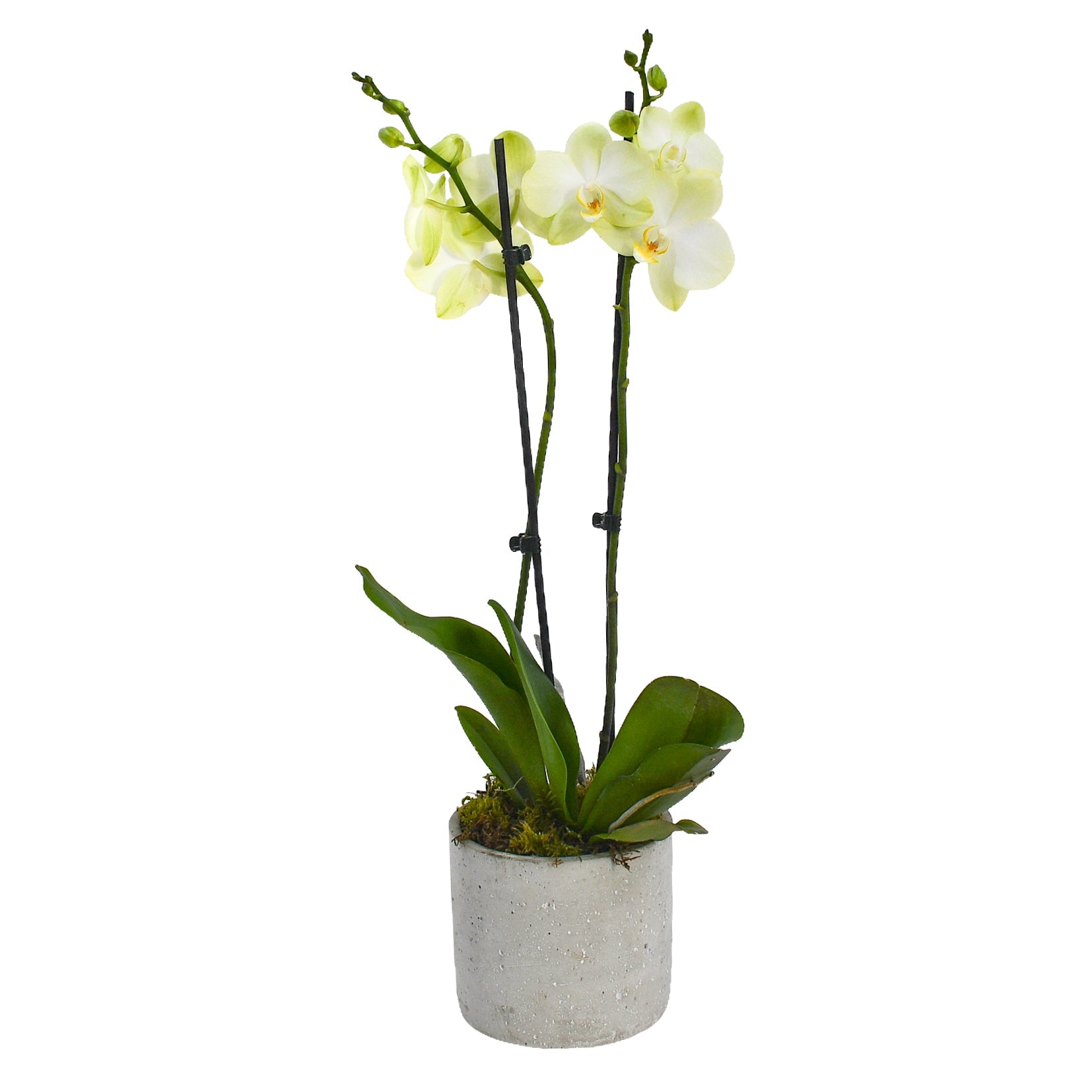 Pale Green Orchids - Plant Parent Definition review and price