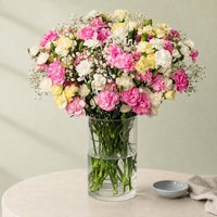 Spray Cascade Luxe - Orchid Phalaenopsis review and price