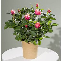 Autumn Rose Plant - Orchid Phalaenopsis review and price