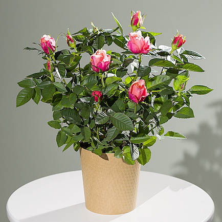 Autumn Rose Plant - Orchid Phalaenopsis review and price