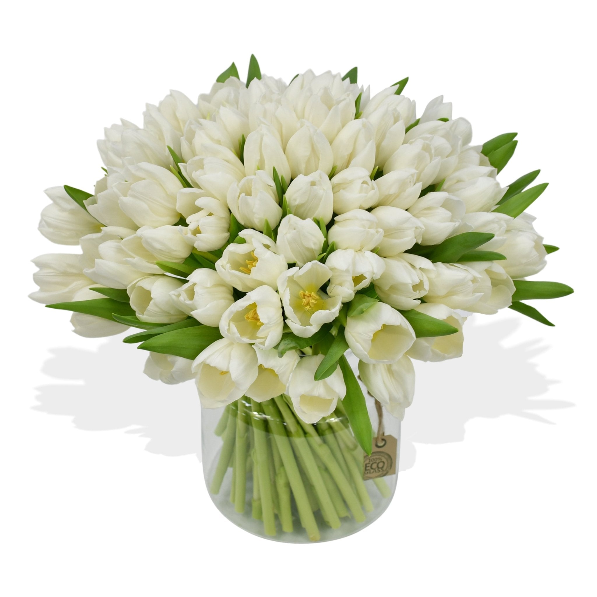 White Tulips - Plant Parent Definition review and price