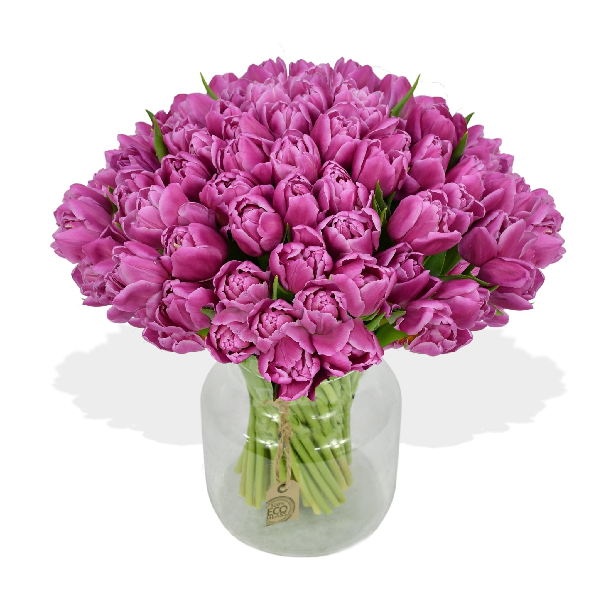 Purple Tulips - Plant Parent Definition review and price