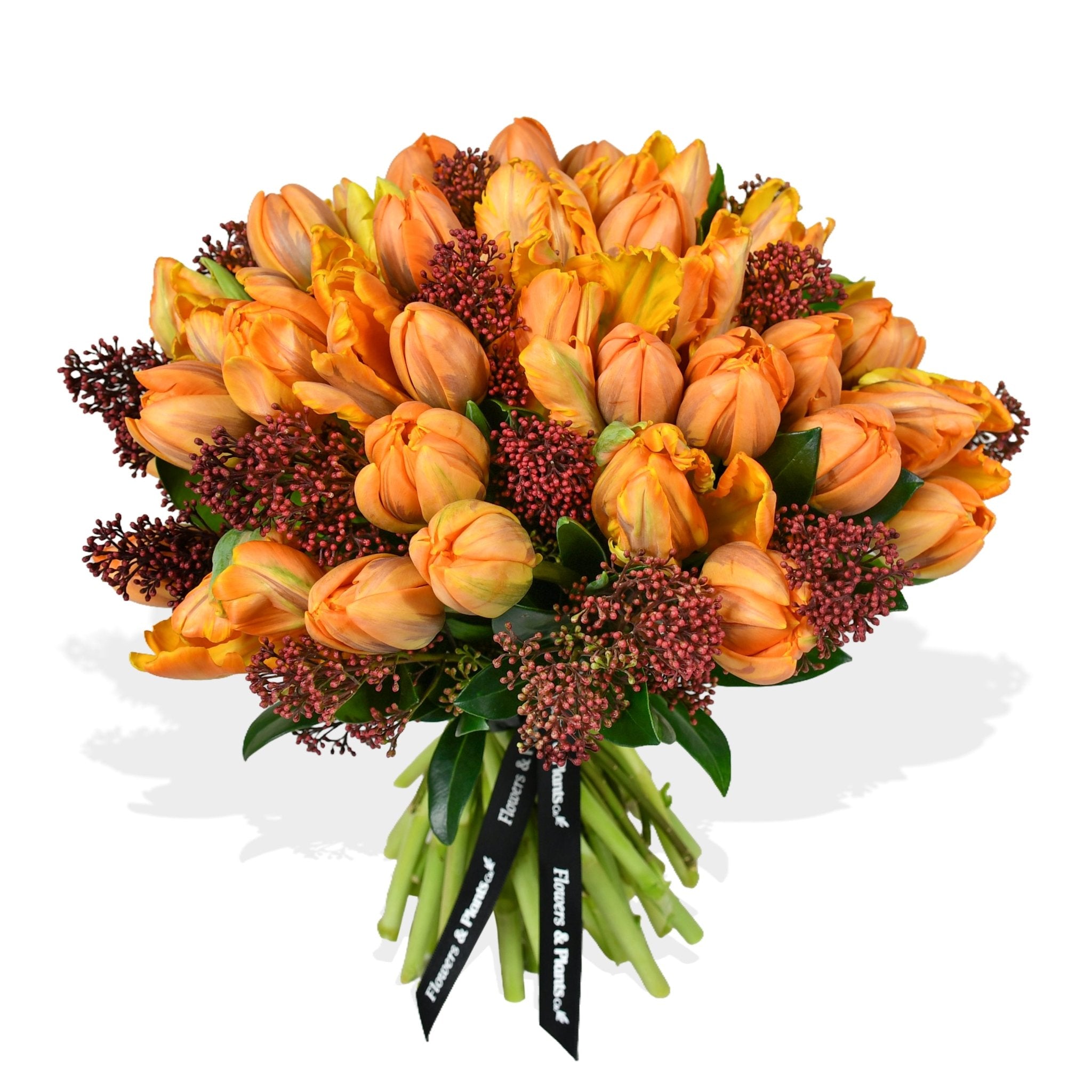 Parrot Tulip Plush - Plant Parent Definition review and price
