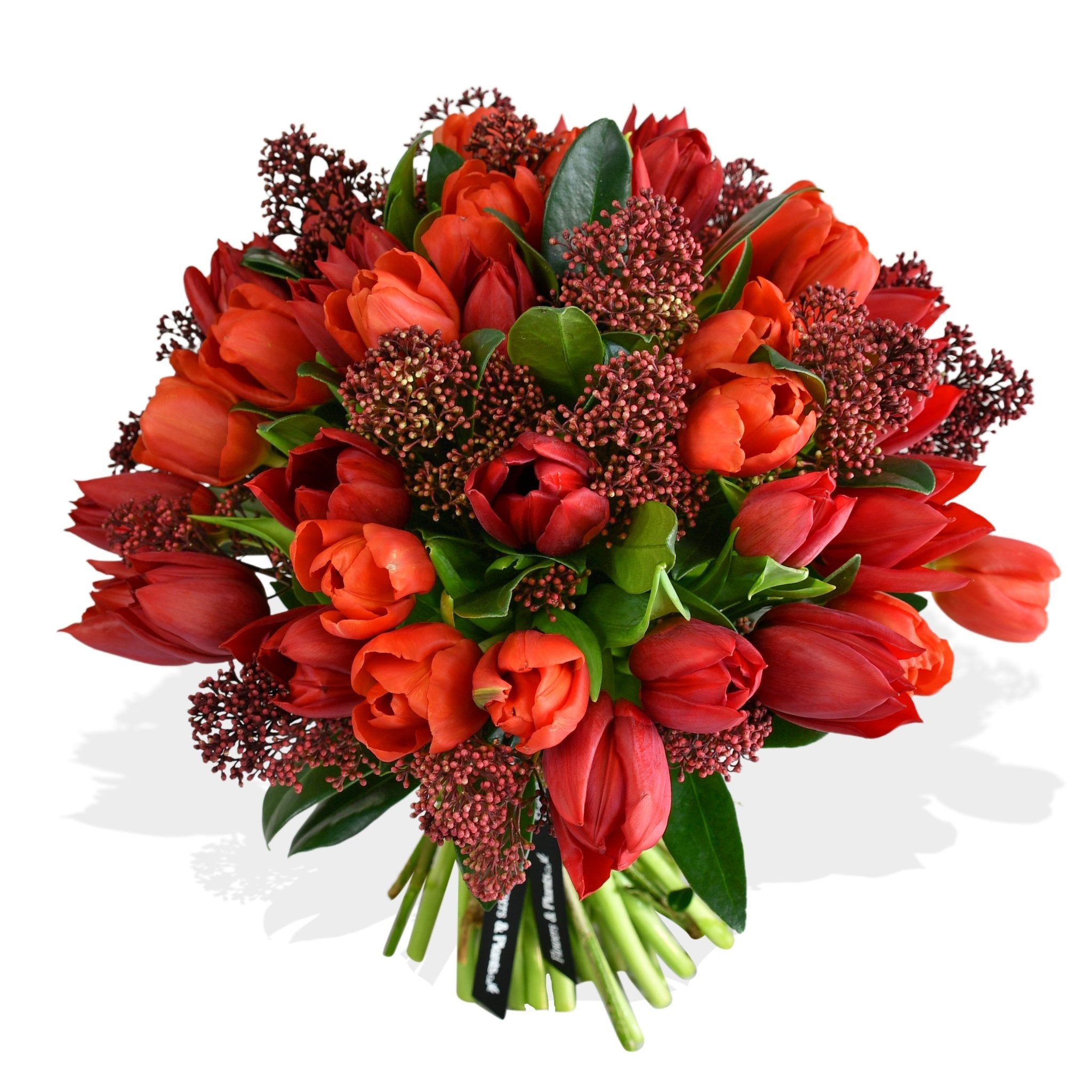 Tulips & Skimmia - Plant Parent Definition review and price