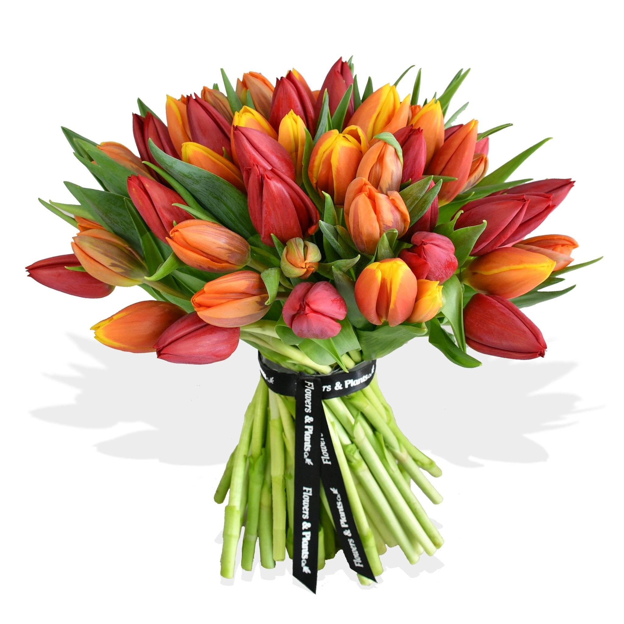 Orange Crush - Plant Parent Definition review and price