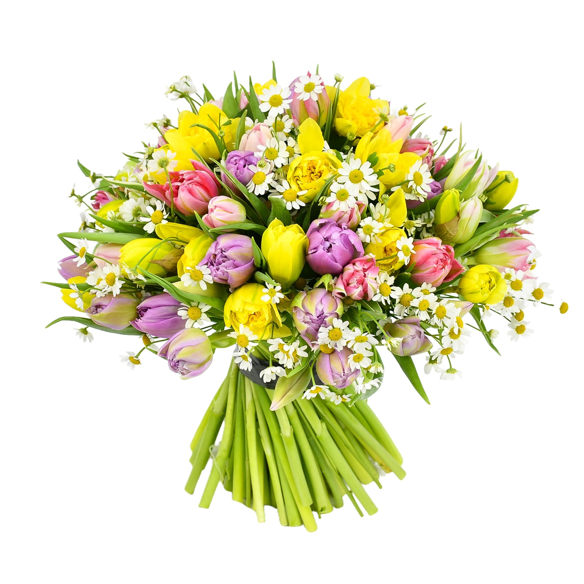Sunny Spells - Plant Parent Definition review and price