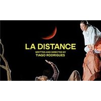 La Distance - Orchid Phalaenopsis review and price