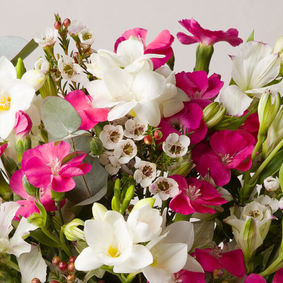 Pink Parfait Letterbox - Orchid Phalaenopsis review and price