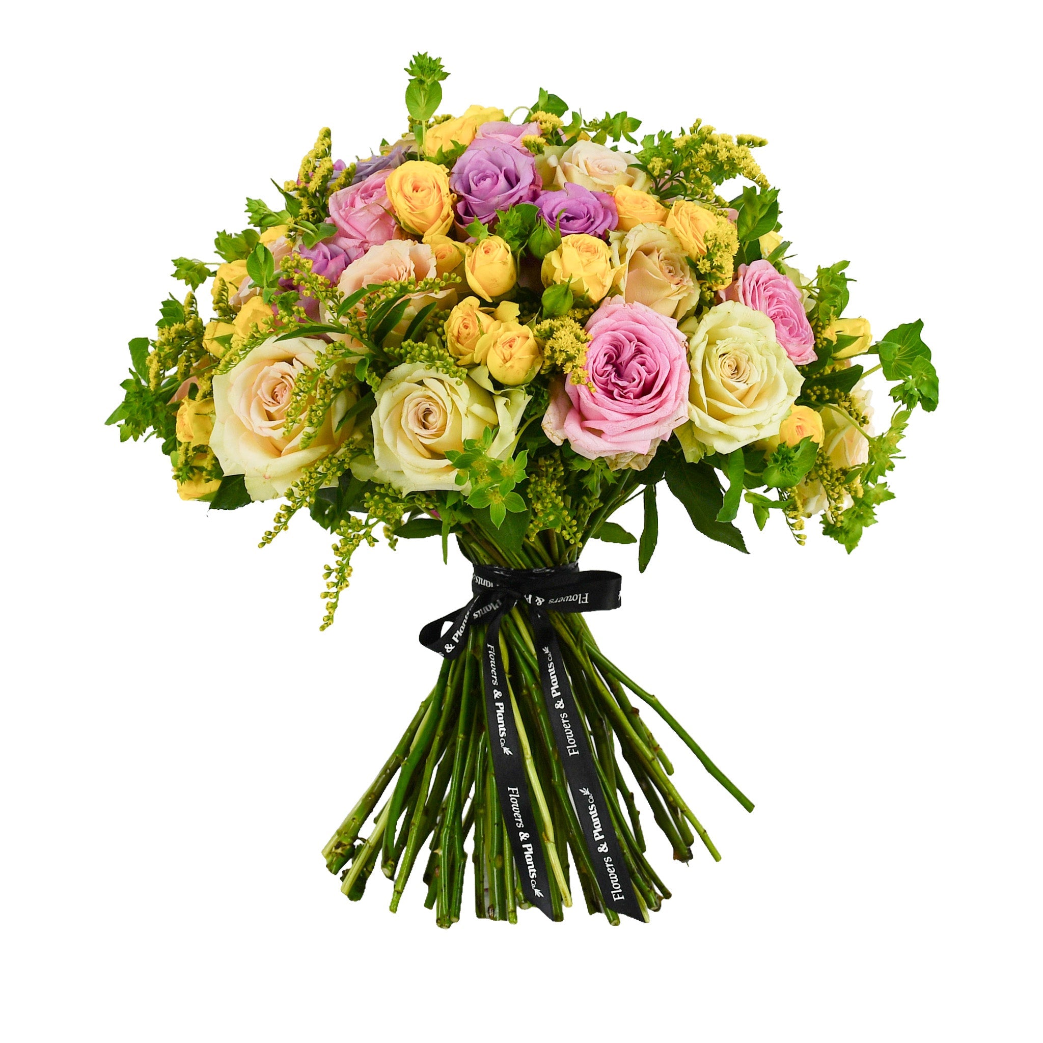 Rose Garden - Plant Parent Definition review and price
