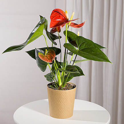 Coral Anthurium Plant - Orchid Phalaenopsis review and price