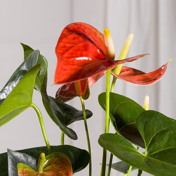 Coral Anthurium Plant - Orchid Phalaenopsis review and price