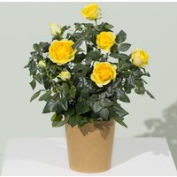 Yellow Rose Plant - Orchid Phalaenopsis review and price