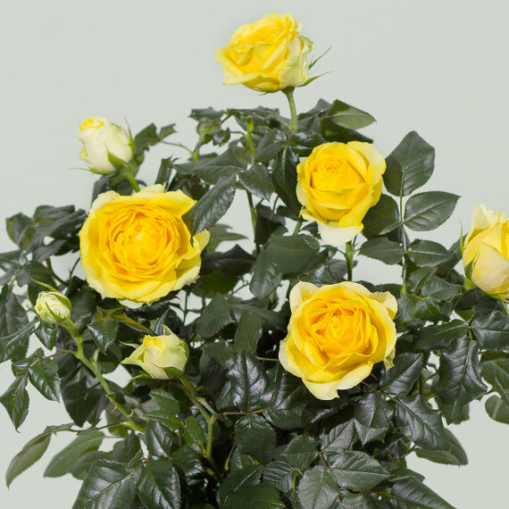 Yellow Rose Plant - Orchid Phalaenopsis review and price