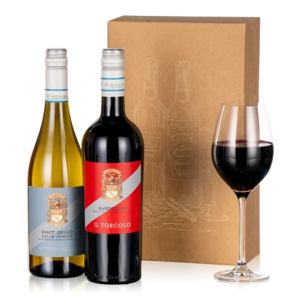 Italian Wine Duo - Orchid Phalaenopsis review and price