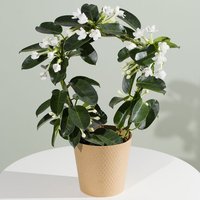 Stephanotis Plant - Orchid Phalaenopsis review and price