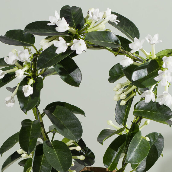 Stephanotis Plant - Orchid Phalaenopsis review and price