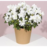 White Azalea Plant - Orchid Phalaenopsis review and price