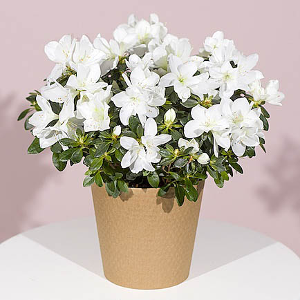 White Azalea Plant - Orchid Phalaenopsis review and price