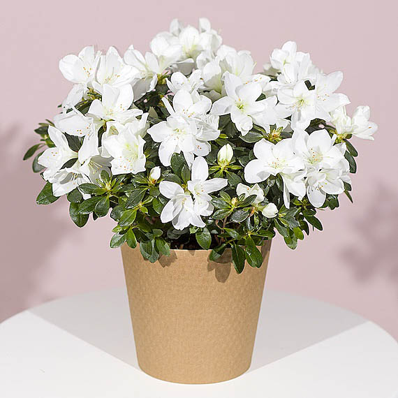 White Azalea Plant - Orchid Phalaenopsis review and price